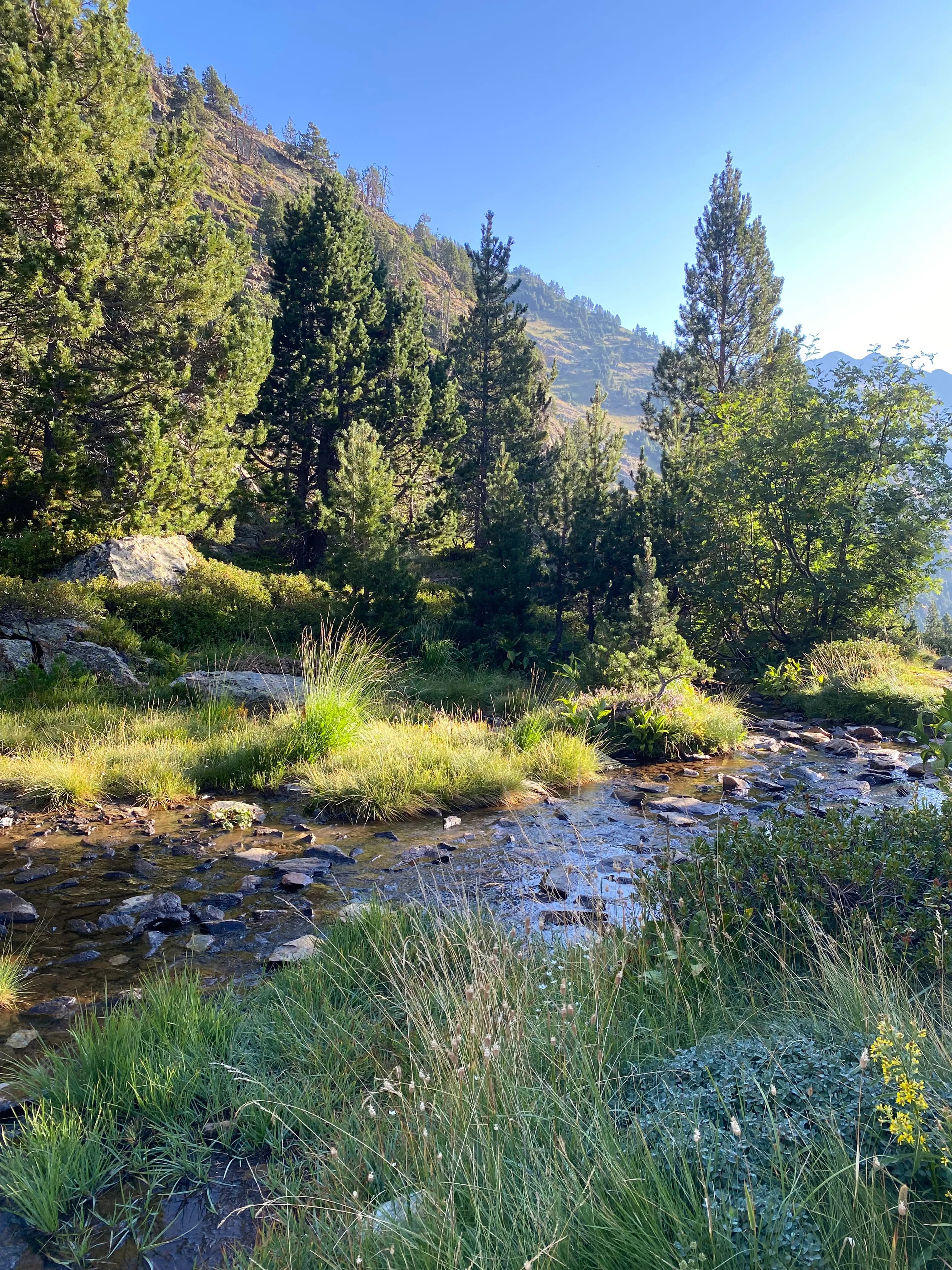 Un rierol de muntanya il·luminat pel sol flueix sobre roques a través d'un paisatge verd vibrant amb pins alts i vegetació exuberant a les seves ribes i vessants circumdants sota un cel blau clar.